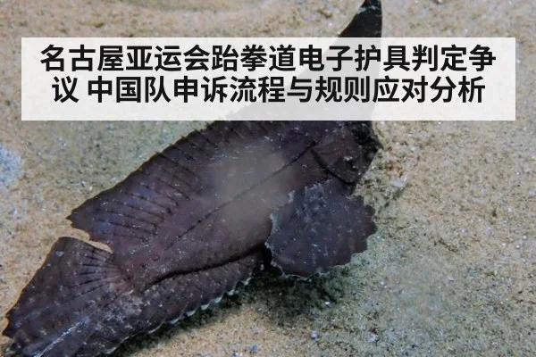 名古屋亚运会跆拳道电子护具判定争议 中国队申诉流程与规则应对分析